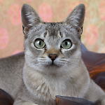 Petsfestival, il più grande evento italiano dedicato agli animali