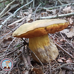 Corso base di introduzione alla micologia