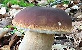 Funghi in tavola, quali scegliere. Attenzione ai funghi tossici