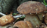 Conoscere i funghi: come determinarli