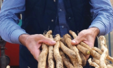 Sagra delle Radici 59ª edizione - Protagonista la Radice Amara