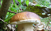 Serata tematica su "Funghi dal vero"