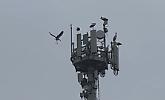 Sette cicogne sull'antenna della Tim in via Europa