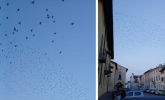 Enorme gruppo di storni nel cielo del Borgo, lo spettacolo della 'murmuration'