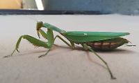 Spunta mantide religiosa gigante,