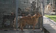 Rifugio del cane, il Comune ci ripensi - Calvatone non è la risposta corretta