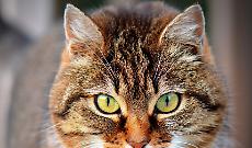 Gatto ferito a una zampa: &laquo;Colpito da una carabina&raquo;