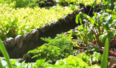 Orti collettivi, approvati i progetti a San Bernardo e alla scuola Lacchini al Cambonino