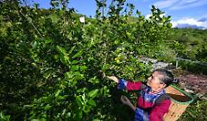 In Cina si riduce il divario di reddito fra aree urbane e rurali