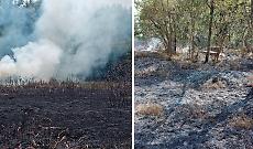 Rogo doloso nel Parco Oglio Nord: in fumo 4 ettari di bosco