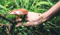 L'allarme: «Con un autunno così caldo sempre più funghi mortali»