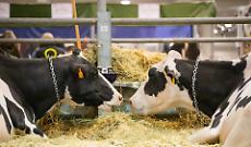 Fiere Zootecniche, i problemi del latte e la forza del settore ovicaprino