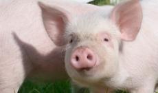 Stop restrizioni, Crotta d'Adda 'libera'