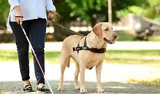 Incontro speciale per celebrare il legame tra persone e cani guida
