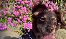 La cagnolina &laquo;Scappata e investita&raquo;