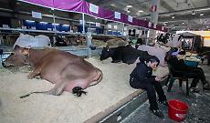 Fiere Zootecniche Internazionali, la seconda giornata