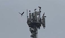 Sette cicogne sull'antenna della Tim in via Europa