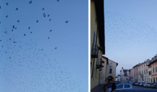 Enorme gruppo di storni nel cielo del Borgo, lo spettacolo della 'murmuration'