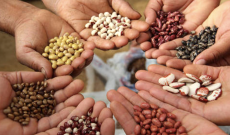 Obiettivo biodiversit&agrave;, altre otto specie agricole protette