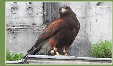 Falchi in volo per scacciare i piccioni