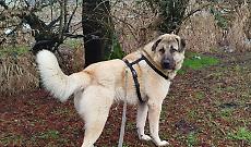 Appello dal canile consortile: servono scorte di cibo per 60 ospiti