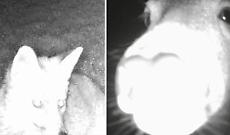 Misteriose presenze al parco del Revellino: sono splendidi animali selvatici