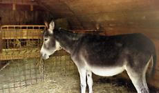 Asino fugge nella notte