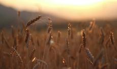 Grano duro, istituita la Commissione Unica Nazionale