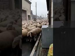 VIDEO Voltido, lo spettacolo della transumanza: il maxi gregge attraversa il paese