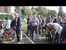 Don Angelo benedice gli animali/1