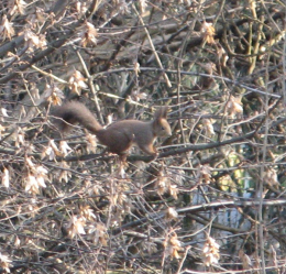 Scoiattoli al Parco Trebbia di Cremona