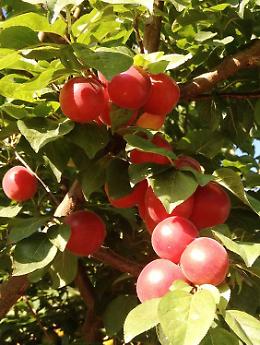 Gli antichi sapori dei frutti dimenticati