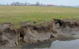 Le nutrie
imperversano,
scatta
l'emergenza