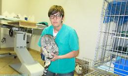 Gatti avvelenati, la veterinaria denuncia