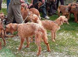 Tre cani avvelenati