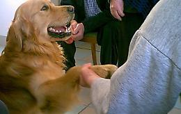 Troppi cani senza 'identità'
Sabato torna il Microchip day