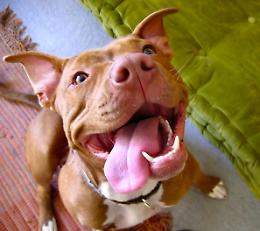 Zuffa tra pitbull e meticci, nessuna querela