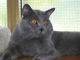 Un altro gatto avvelenato, il quinto in due settimane