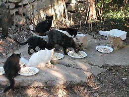 Città invasa da 500 gatti randagi
Gli animalisti: "Serve un gattile"