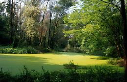 ‘Birdwatching’ e lanche al Parco del Serio