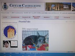Prontofido, on line i cagnolini smarriti e ritrovati