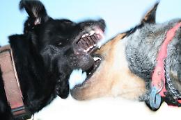 Allarme cani aggressivi, due attacchi in un giorno