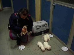 Una casa per i cuccioli di razza Maltese