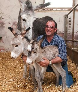 Gli asini gemelli con la mamma