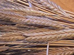 Grano, Confagricoltura: "Bene la proroga dell'accordo Russia-Ucraina"