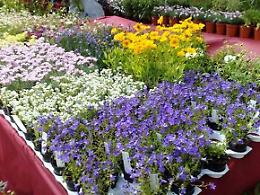Fiera dei Fiori a Monticelli