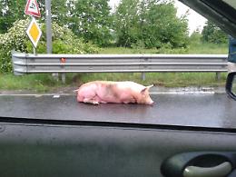 Cinque maiali cadono dal camion in viaggio