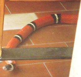 Il serpente falso corallo sul balcone di Soresina
