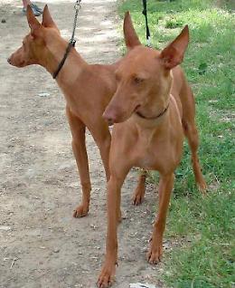 Se 'Fido' sporca multe salate ai padroni