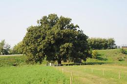 I ‘Freeboys’ cantano per Nonna quercia